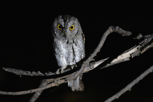Owl spotted on night drive on luxury safari at Usangu Expedition Camp in Tanzania's Ruaha National Park