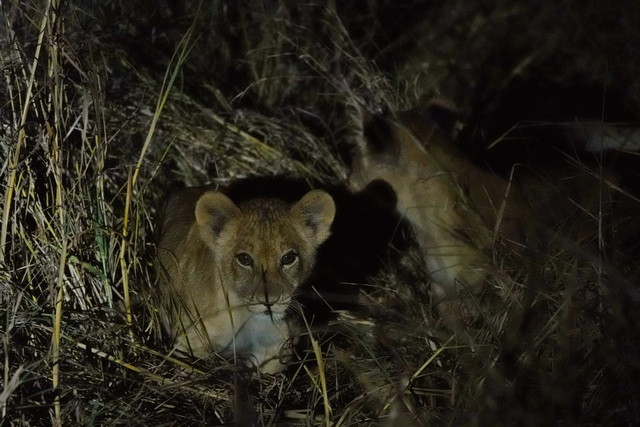 Baby lion next to its mother on a night drive on luxury safari at Usangu Expedition Camp in Tanzania's Ruaha National Park