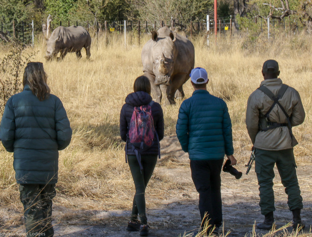 Guests on a luxury safari in Hwange National Park view two recently reintroduced white rhinos from several meters away
