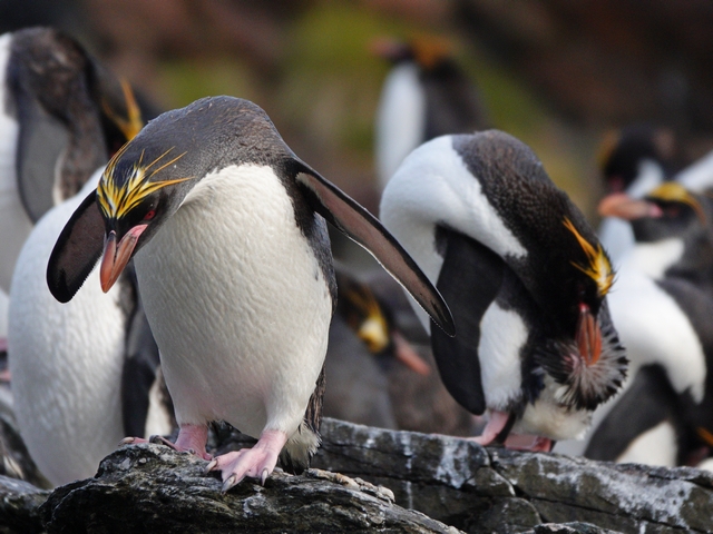 close-up of several macaroni penguins in a rookery, hopping and preening