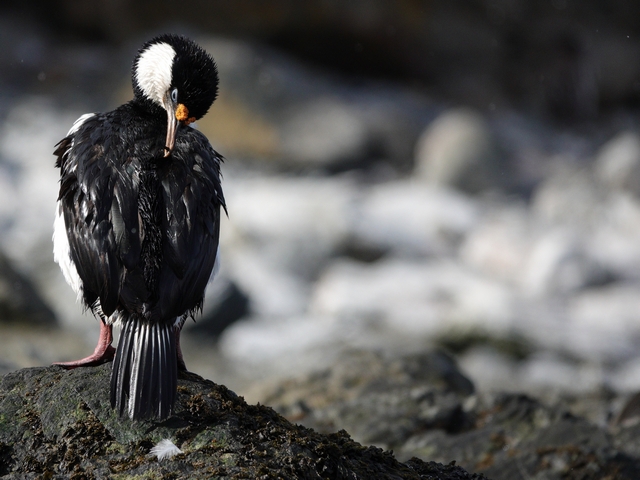 close up of a South Georgia Shag seabird preening its feathers