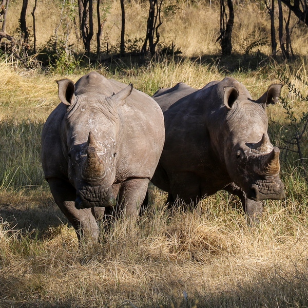 Thusa and Kusasa, the first two male white rhinos reintroduced to Hwange National Park as part of the Community Rhino Conservation Initiative