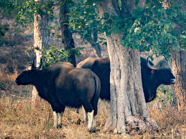 Two gaur (wild cattle) standing near trees as seen during a luxury tiger safari in Kanha Tiger Reserve, India