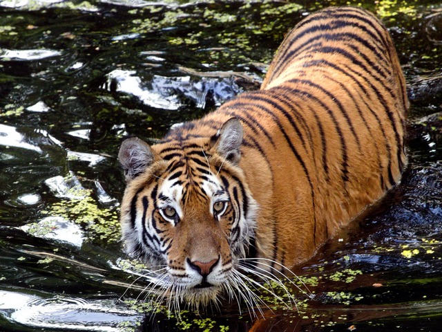 Tiger cooling off in the water in Pench Tiger Reserve, as seen on a luxury tiger safari in India
