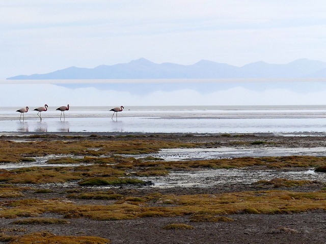 four flamingos on the edge of the uyuni salt flats with water and the mirror effect visible behind them