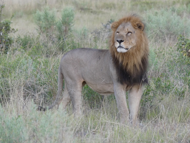 a majestic male lion with a long mane
