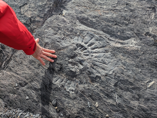 a man's hand next to a dinner-plate-sized ammonite fossil in a rock wall at estancia cristina