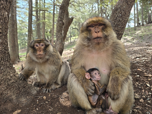 a family group of three Barbary macaque monkeys, including an infant, sitting in a forest in Morocco