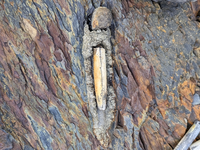 fossilized belemnite encased in pyrite at estancia cristina