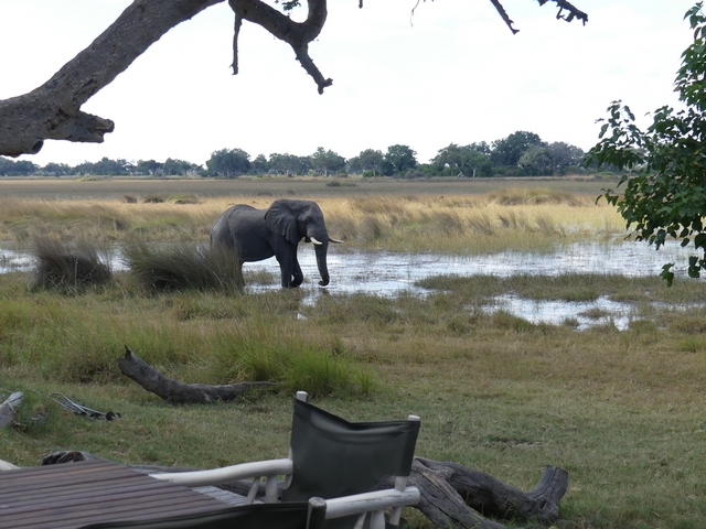looking across a table from the dining area of Xaranna Camp at a large bull elephant strolling into camp