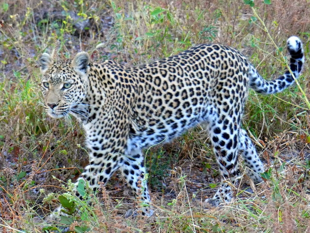 a leopard with intense green eyes walking through tall grasses in the okavango delta near xaranna camp