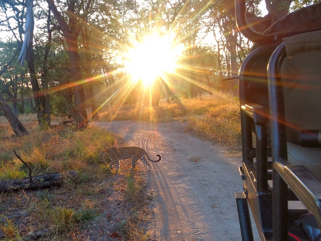 a leopard crossing in front of a Xaranna Camp safari vehicle in front of a setting sun