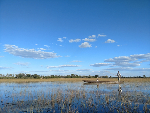a safari guide poling a mokoro with a guest as they navigate a reed-studded wetland in the okavango delta