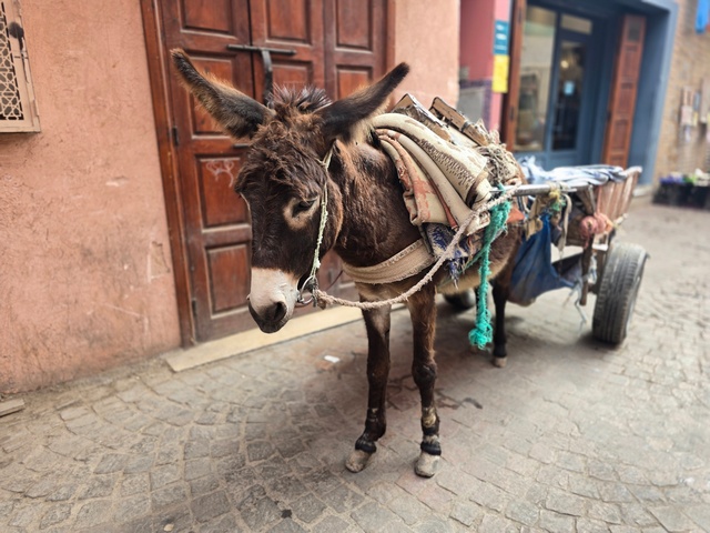 a donkey with a cart standing on the cobbled streets of Imlil village in Morocco's High Atlas mountains