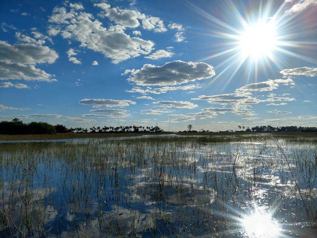 okavango delta wetlands studded with reeds and grasses, with a radiant sun low on the horizon overhead