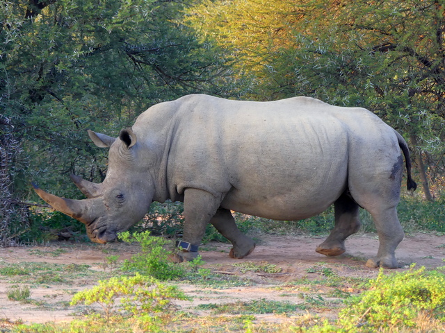 a white rhino wearing a tracking collar on its leg in Marataba Private Reserve