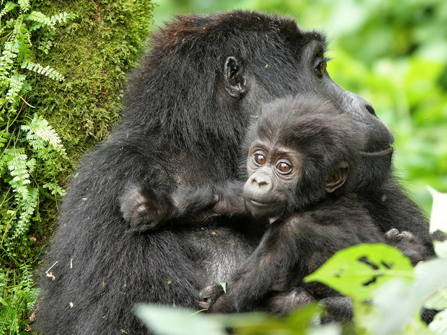 Mountain gorilla mother holding her infant in Uganda’s Bwindi Impenetrable Forest, photographed during gorilla trekking with the Posho Group in the Nkuringo Sector, surrounded by lush rainforest vegetation