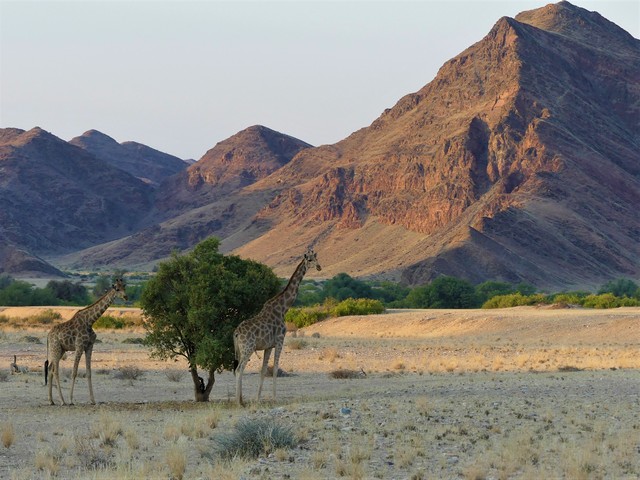 Damaraland007[1]