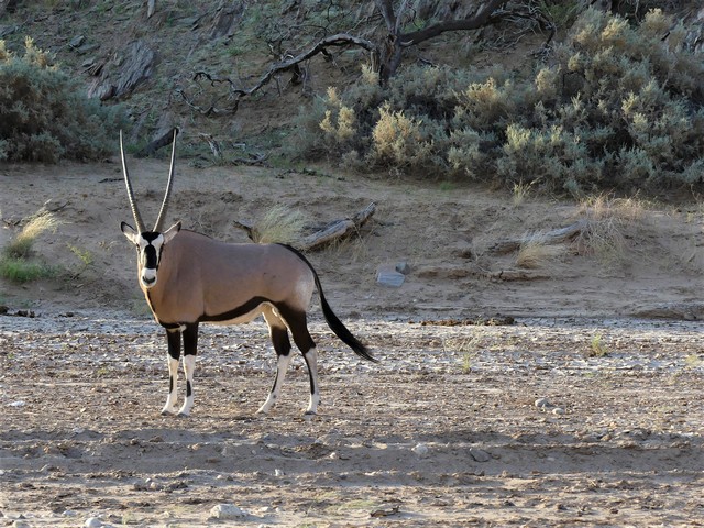 Damaraland018[1]