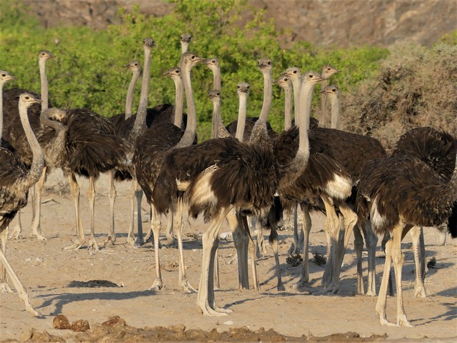 Damaraland020[1]