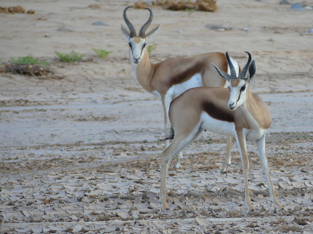 Damaraland021[1]