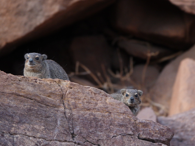 Damaraland026[1]