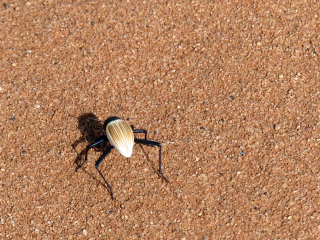 Damaraland027[1]