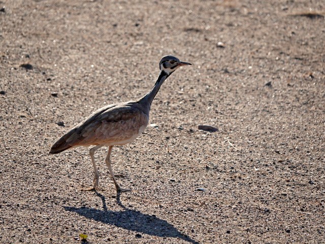Damaraland028[1]