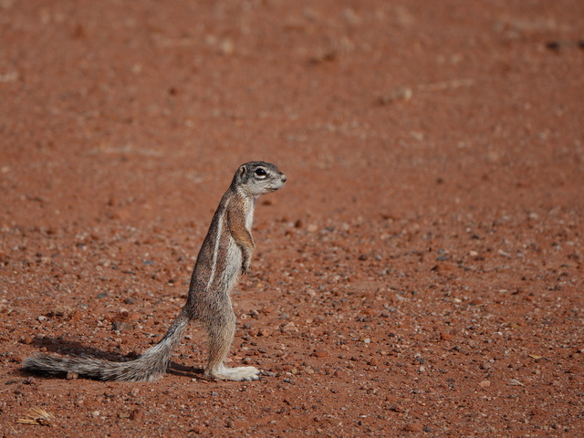 Damaraland029[1]