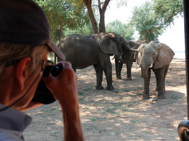 Traveler taking photos of three elephants from a safari vehicle in Lower Zambezi National Park, Zambia, during a close wildlife encounter along the Zambezi River