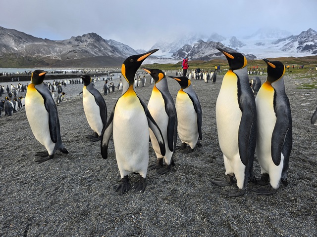 Group of seven king penguins standing on a black sand beach at St Andrews Bay, South Georgia Island, with a larger colony behind them, a lone person in a red jacket, and glaciers and rugged mountains in the distance