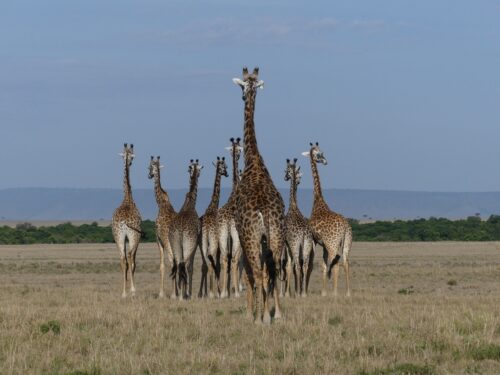 Kenya Bush and Beach Safari