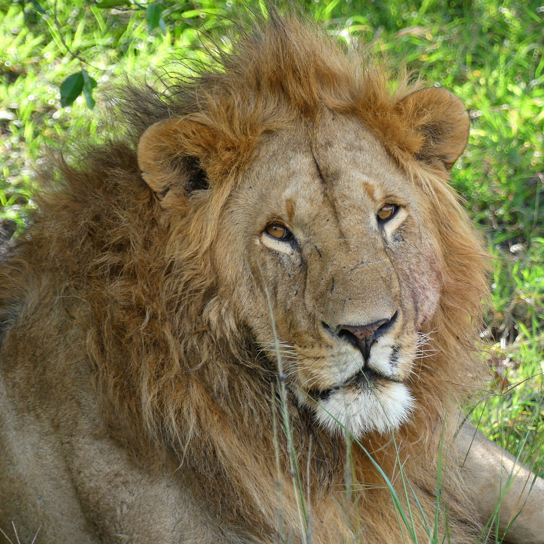 Portrait of a large male lion gazing at the camera in Kenya's Maasai Mara Reserve
