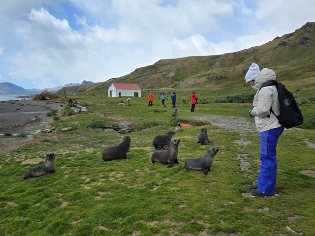 A visitor looking down at six curious baby Antarctic fur seals greeting her at Grytviken on South Georgia Island.