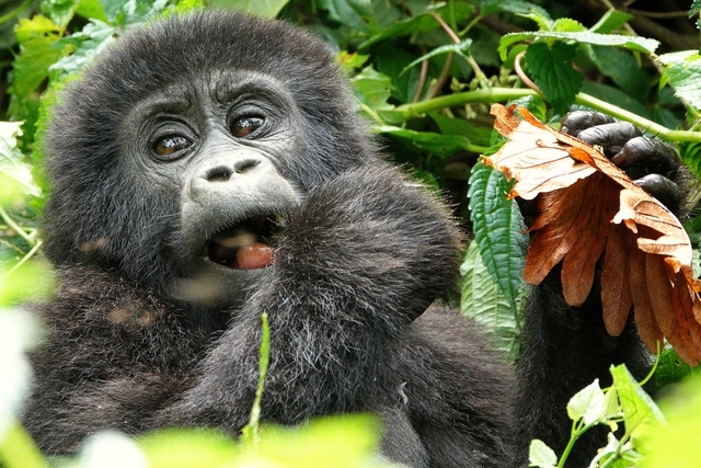 A fuzzy baby gorilla from the Posho group, Nkuringo Sector of Bwindi Impenetrable Forest in Uganda, looking at the camera while munching on some leaves.