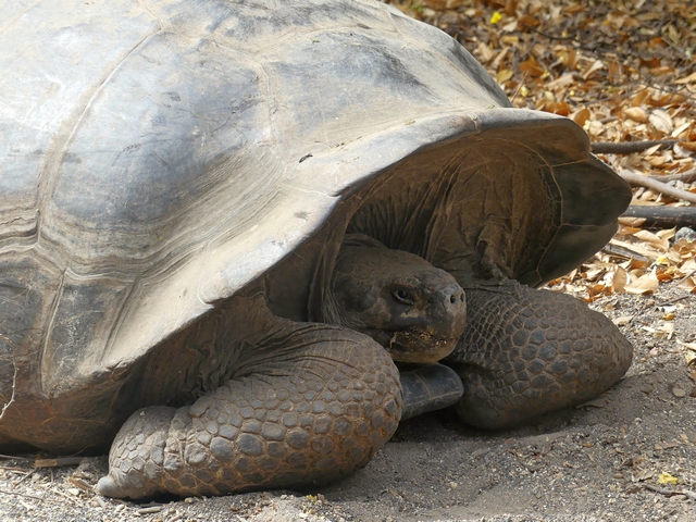 A Volcan Acedo giant tortoise on Isabella Island in the Galapagos, with a close-up of its arms, head, and shell.