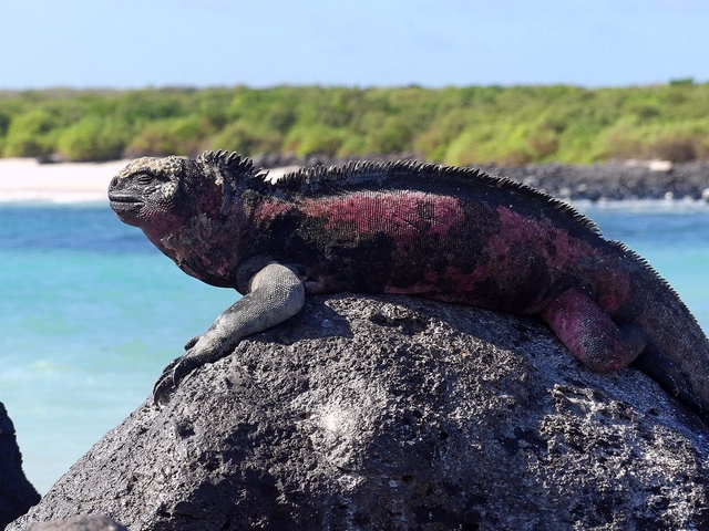 A large marine iguana, with patches of colorful red scales on its dark sin, basking in the sun off Española Island in the Galapagos.