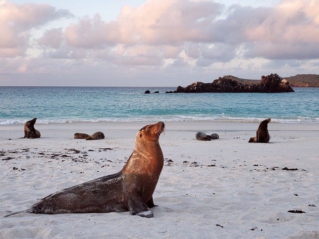 A Galapagos sea lion basks in the sunset on a sandy beach on Española Island in the Galapagos at sunset, with four sea lions visible behind it.