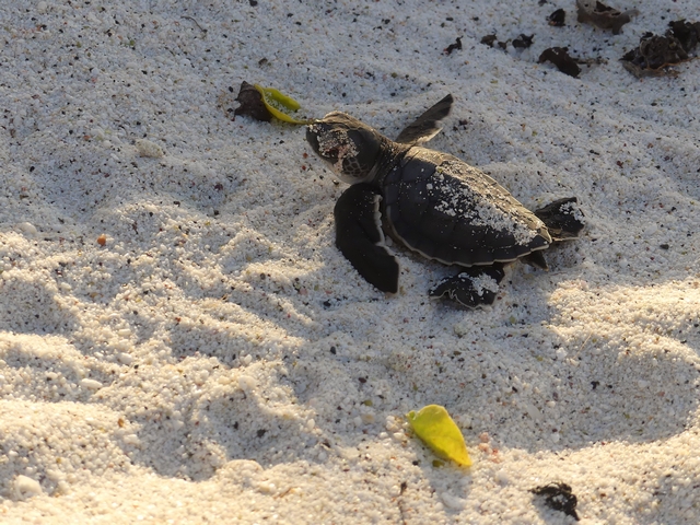 A freshly-hatched baby Green Sea Turtle makes its way across a sandy beach on Española Island in the Galapagos.