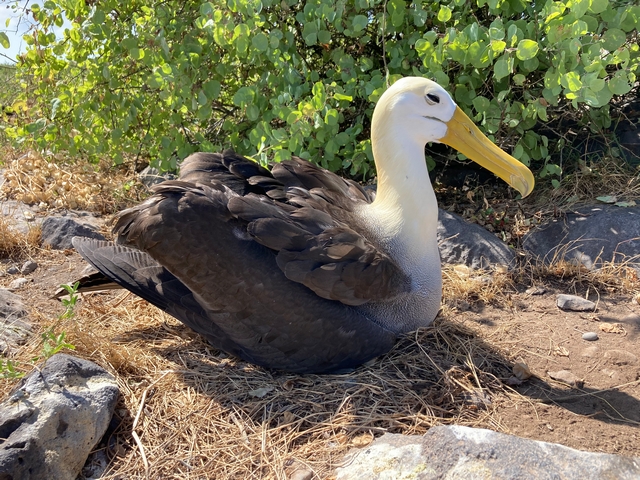 A waved albatross sitting on its nest on Española Island in the Galapagos.