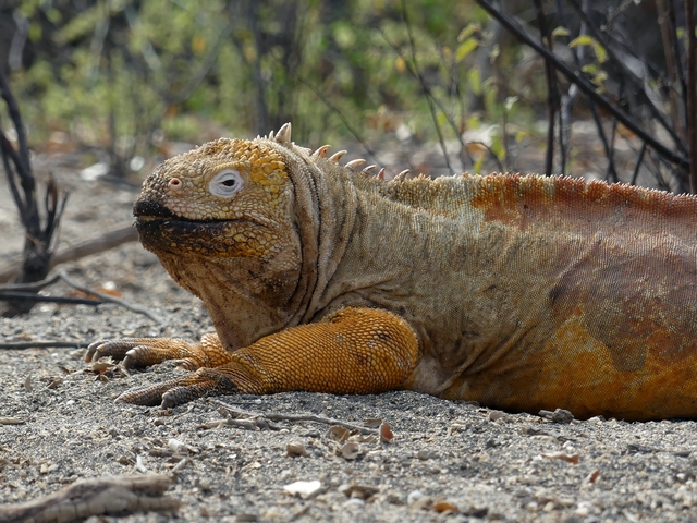 Close-up portrait of a vibrant, golden-colored land iguana resting near bushes on Isabella Island, Galapagos.
