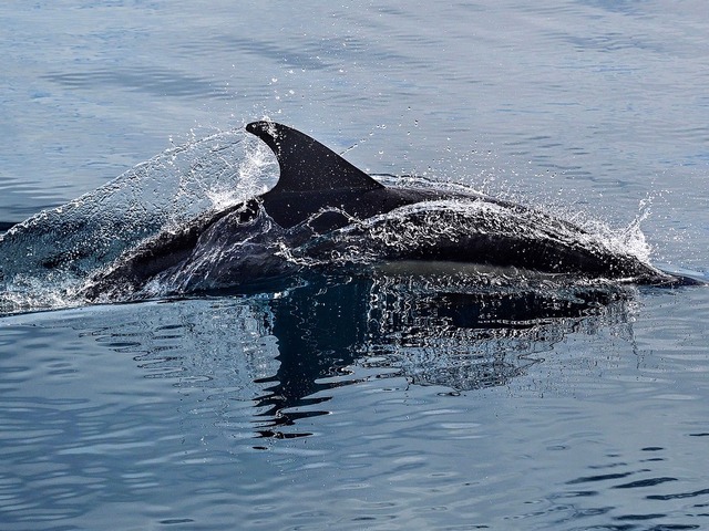 Dorsal fin and body of a Galapagos bottle-nose dolphin rising up out of the water at Vicente Roca.