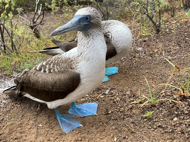 Two blue-footed boobies, with on staring directly at the camera, showing their vibrant blue feet and beaks.