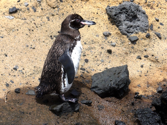 A lone Galapagos penguin standing on volcanic rocks on Isabella Island, Galapagos.