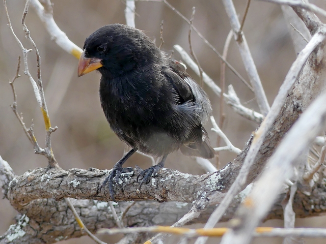 A Galapagos finch.