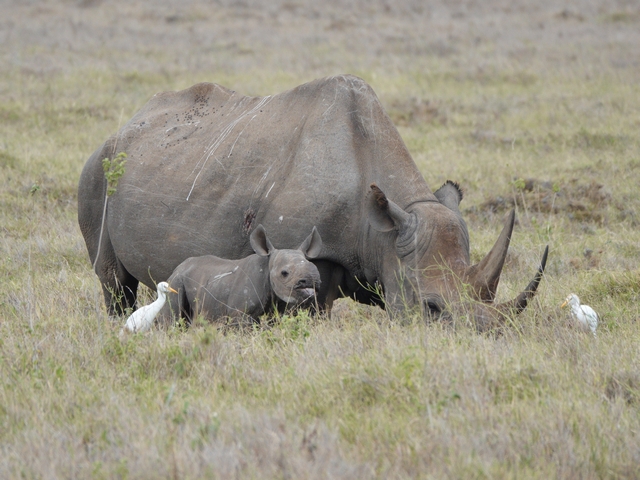 A tiny baby black rhino looks at the camera, standing next to its grazing mother and a few cattle egrets in Kenya's Lewa Conservancy.
