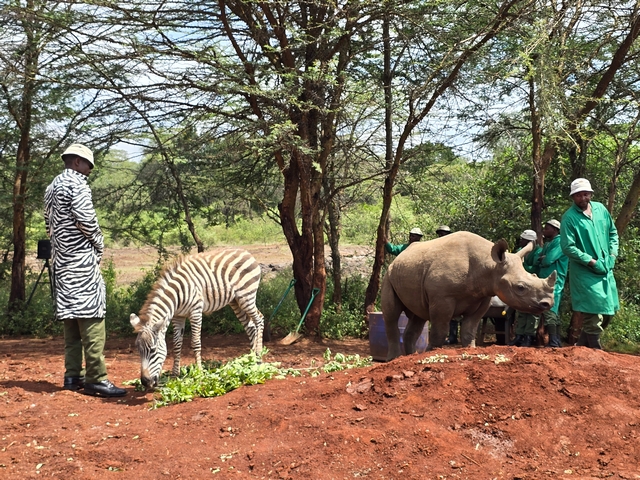 Two keepers at the Sheldrick Wildlife Trust in Nairobi Kenya feed Notty, a baby zebra, and Tytan, a baby black rhino.