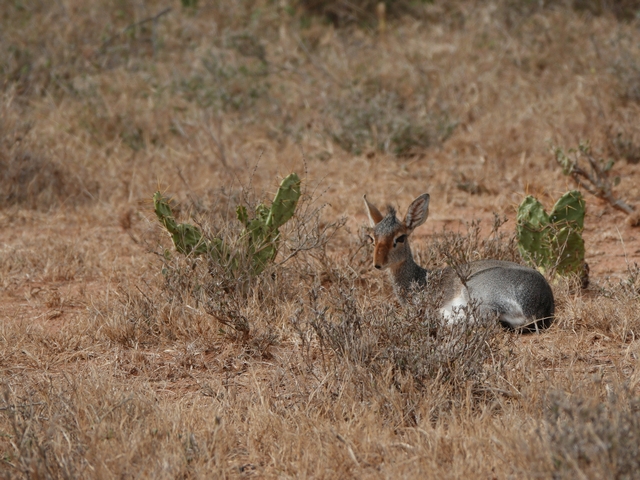 A Kirk's dik-dik rests in dried grass, in between two cacti, in the private Sosian Conservancy in Laikipia Kenya.