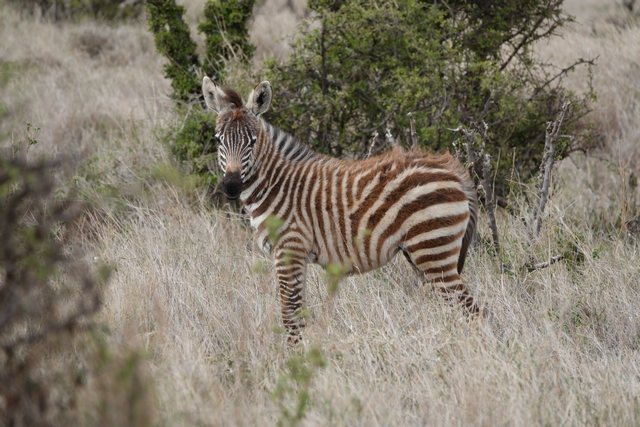 A baby zebra foal with fuzzy brown stripes peers at the camera, surrounded by dry shrubbery, on safari in the private Suyian Conservancy in Lakipia Kenya.