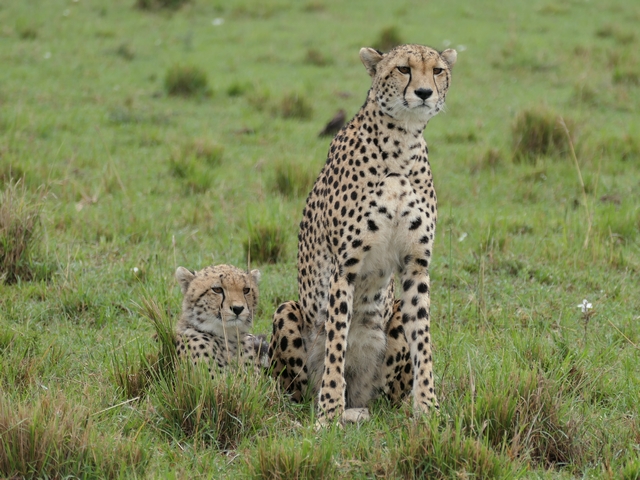 A mother cheetah stands tall next to her one small cub lying in the grass beside her in the private Mara North Conservancy in Kenya.